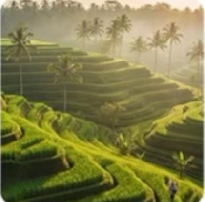 Sunlit terraces lined with palm trees